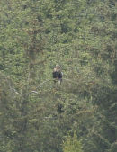 white-Tailed Eagle